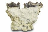 Fossil Titanothere (Megacerops) Jaw Section - South Dakota #300019-2